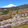 Mt. Fuji 冨士霊園・桜 2025年4月16日_MAVIC3_0019_n