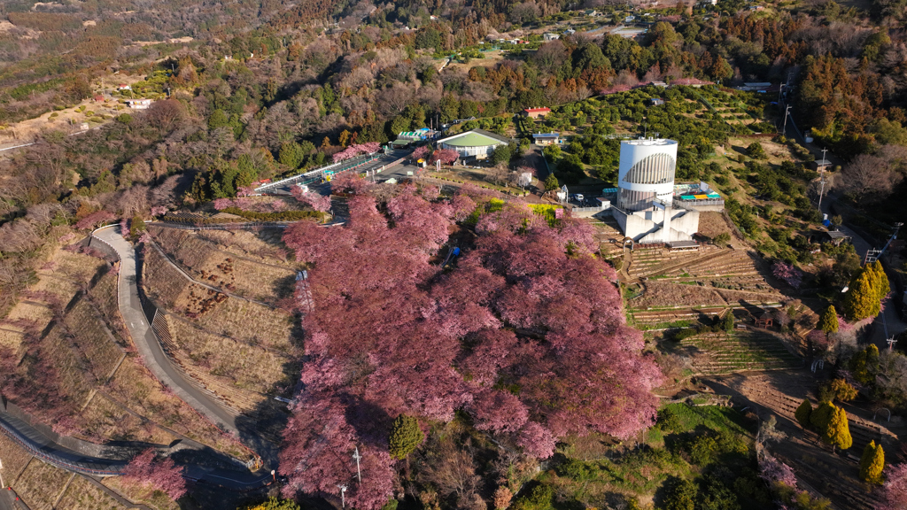 河津桜 神奈川県松田町 2024年2月13日MAVIC3_0604n