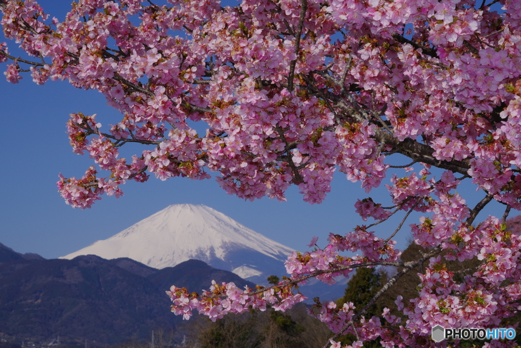 松田町・河津桜 2023年2月27日PENTAX-K1mⅡ-19MB3052-