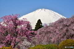 富士山　小山町の桜　2022年4月12日 ニコンD750 JPG_0328_