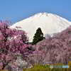 富士山　小山町の桜　2022年4月12日 ニコンD750 JPG_0328_