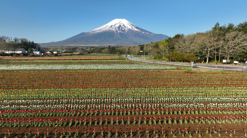 Mt. Fuji 花の都公園・チューリップ 2024年4月28日_DJI_623