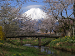 富士山 忍野八海 新名庄川の桜 2011年4月30日-OLYMPUS-E3-cs