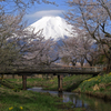 富士山 忍野八海 新名庄川の桜 2011年4月30日-OLYMPUS-E3-cs