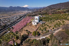 富士山 空撮 松田町の河津桜 2023年2月22日DJI AIR 2S_8M