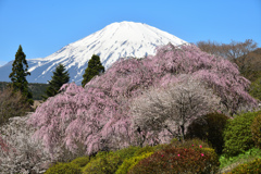 Mt. Fuji 冨士霊園・枝垂桜 2024年4月10日 D850_1827-