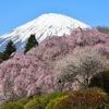 Mt. Fuji 富士霊園・枝垂桜 2024年4月10日 D850_1827-