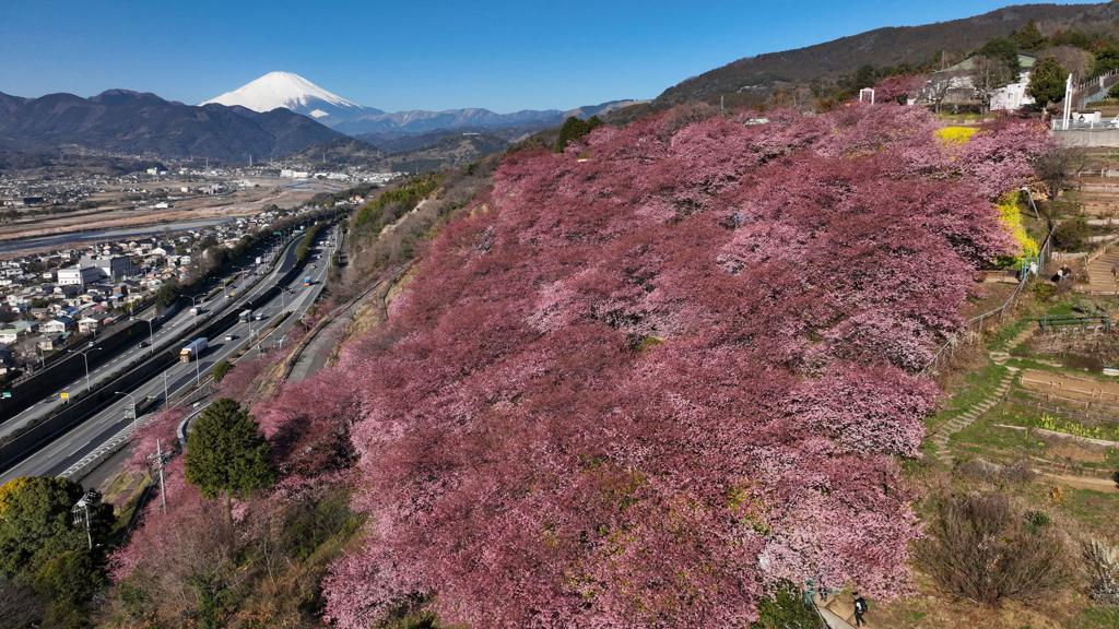 Mt. Fuji 松田町・河津桜 2024年2月14日 MAVIC3_0876n