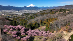 Mt. Fuji 神奈川県大井町の河津桜2024年2月28日MAVIC3_298
