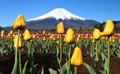 Mt. Fuji 花の都公園 チューリップ 2025年5月3日_Z6Ⅱ_2855