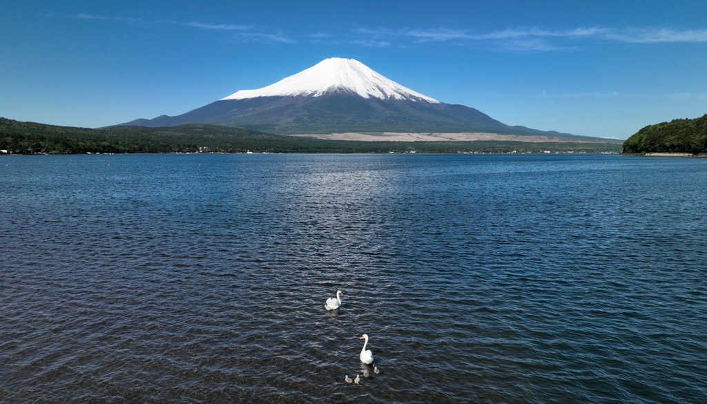 山中湖・スワンの親子 2023年5月16日DJI MAVIC3_0236_