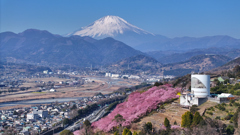 Mt.Fuji 河津桜・神奈川県松田町2025年3月1日 MAVIC3_050n
