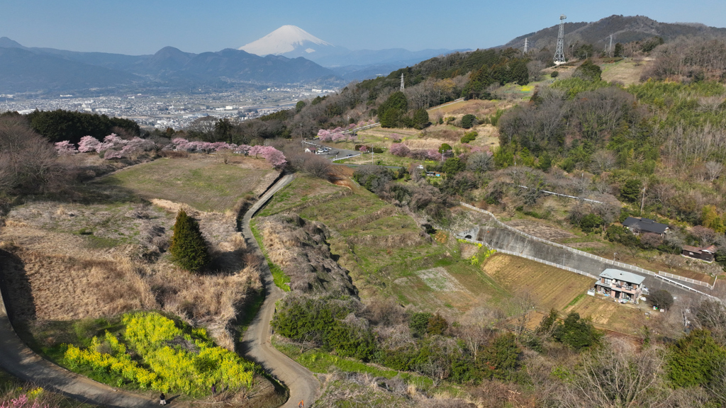 Mt. Fuji大井町篠窪『春めき桜』2024年3月16日MAVIC3_724