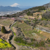Mt. Fuji大井町篠窪『春めき桜』2024年3月16日MAVIC3_724
