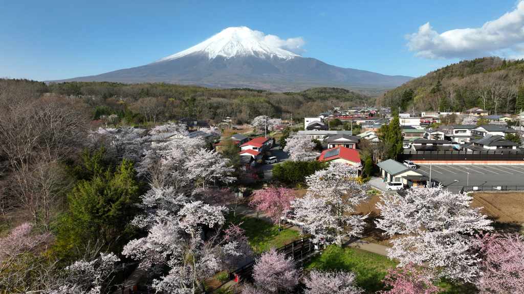 Mt.Fuji 忍野八海・新名庄川の桜 2024年4月19日MAVIC3_334