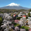 Mt.Fuji 忍野八海・新名庄川の桜 2024年4月19日MAVIC3_334