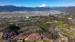 Mt. Fuji 神奈川県大井町の河津桜2024年2月28日MAVIC3_275