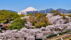 Mt.Fuji 秦野市・水無川・桜 2025年4月9日 MAVIC3-0068n