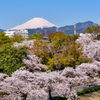 Mt.Fuji 秦野市・水無川・桜 2025年4月9日 MAVIC3-0068n