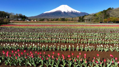 Mt. Fuji 花の都公園 チューリップ 2025年5月3日_0070n