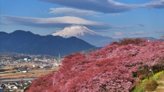 Mt.Fuji 河津桜・神奈川県松田町2025年2月28日 MAVIC3_006