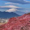 Mt.Fuji 河津桜・神奈川県松田町2025年2月28日 MAVIC3_006