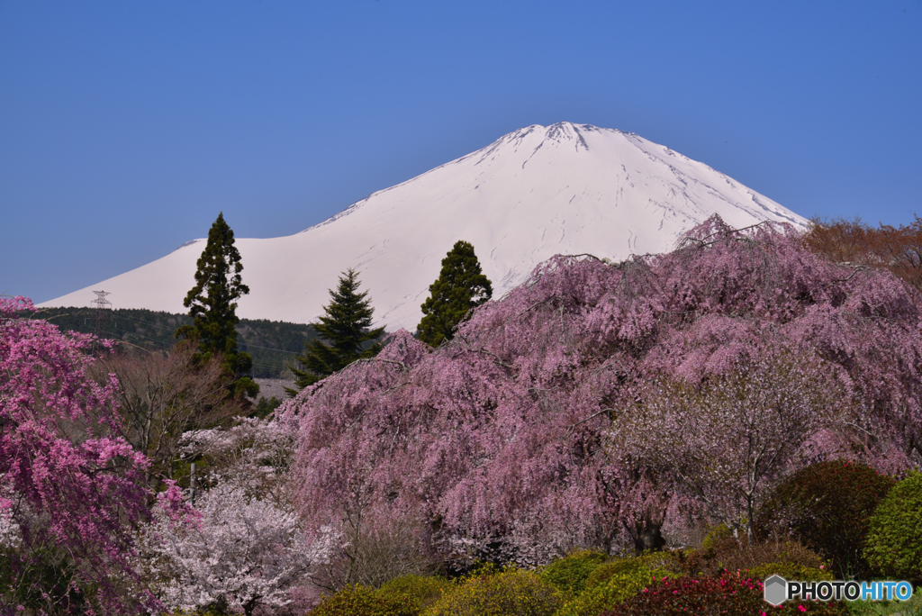 富士山 小山町の枝垂桜 2022年4月12日 ニコンD750_18MB-0311