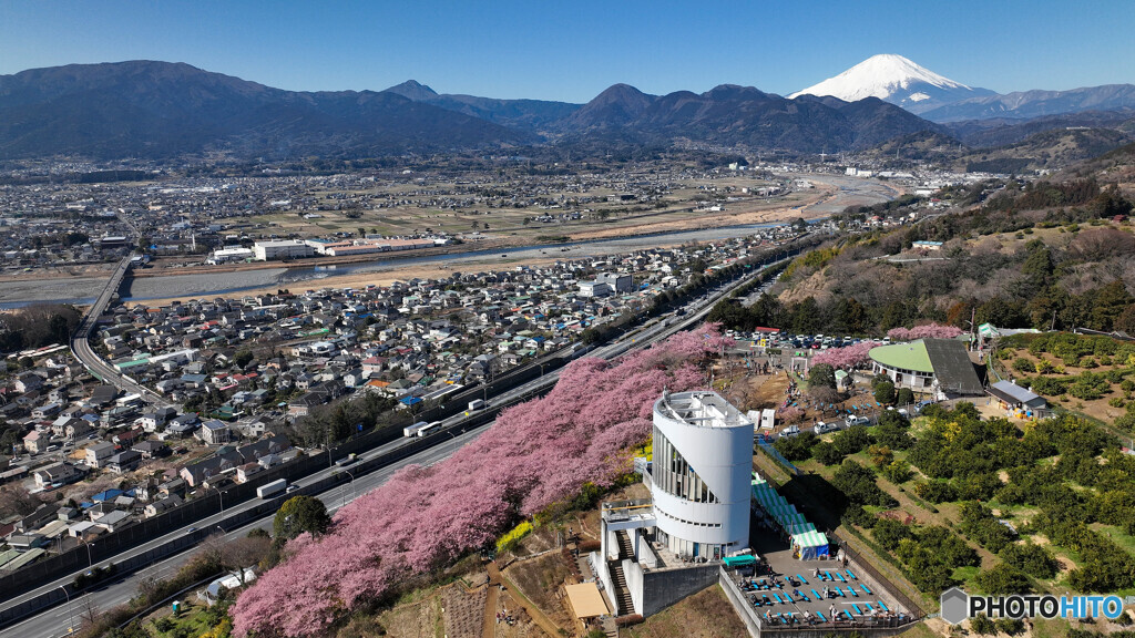 富士山 空撮 松田町 河津桜 2023年2月27日 DJI MAVIC3_CL