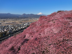 Mt.Fuji 河津桜・神奈川県松田町2025年3月1日 MAVIC3_001n
