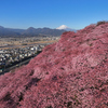 Mt.Fuji 河津桜・神奈川県松田町2025年3月1日 MAVIC3_001n