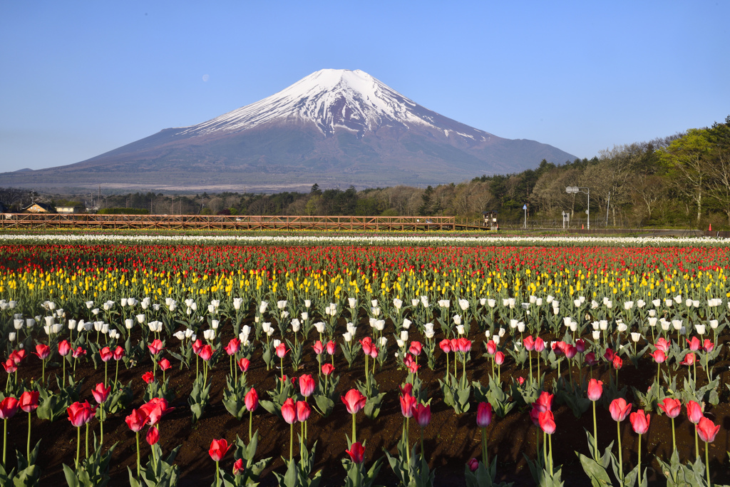 Mt. Fuji 花の都公園・チューリップ2024年4月28日D850_2069