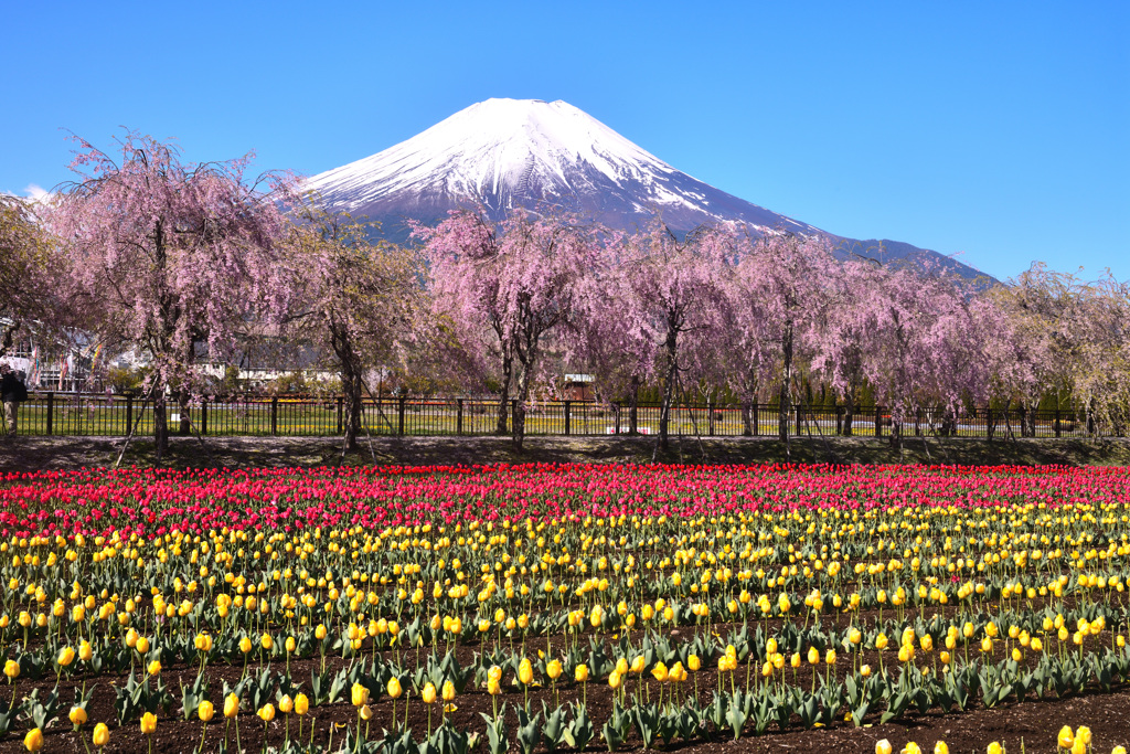 山中湖 花の都公園 2023年4月27日-ニコンD850-27MB_0401_