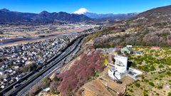 Mt.Fuji 河津桜・神奈川県松田町_2025年2月19日MAVIC3_023