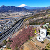 Mt.Fuji 河津桜・神奈川県松田町_2025年2月19日MAVIC3_023