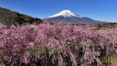 Mt. Fuji 山中湖 花の都公園 枝垂桜2025年4月27日_MAVIC3_