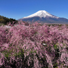 Mt. Fuji 山中湖 花の都公園 枝垂桜2025年4月27日_MAVIC3_