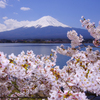富士山　河口湖　PENTAX-K5 -2012.4.24-JPGp4216cs-