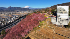 Mt.Fuji 河津桜・神奈川県松田町2025年2月25日_MAVIC3_08n