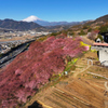 Mt.Fuji 河津桜・神奈川県松田町2025年2月25日_MAVIC3_08n