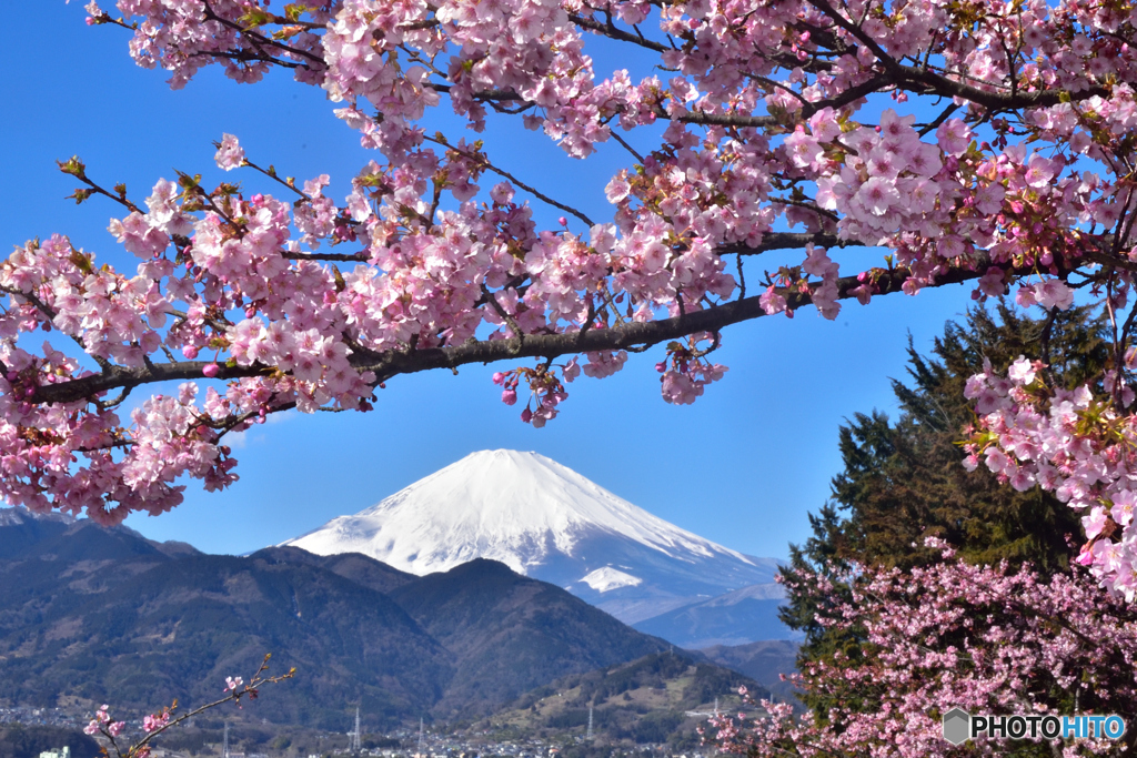 2017年2月12日　松田山・河津桜　ニコンD750 JPG_4810-