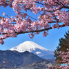 2017年2月12日　松田山・河津桜　ニコンD750 JPG_4810-