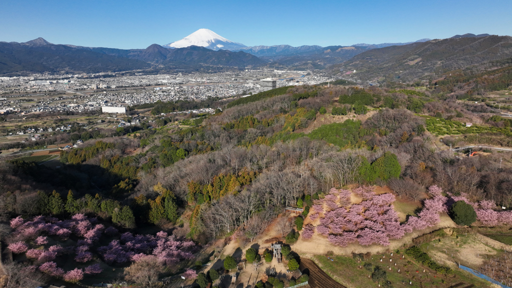 Mt. Fuji 神奈川県大井町の河津桜2024年2月28日MAVIC3_250