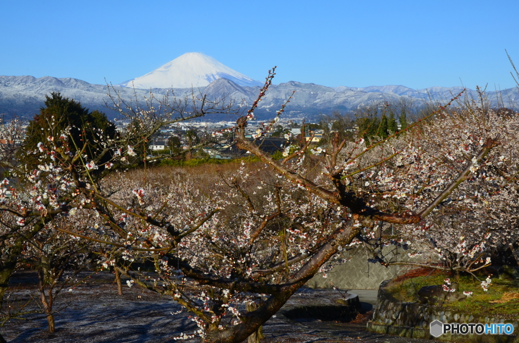 富士山 小田原市 曽我梅林 2011年2月13日 D7000_8MB-4273