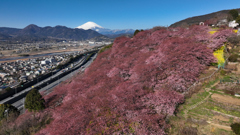 Mt. Fuji 神奈川県松田町・河津桜 2024年2月13日DJI_0735n