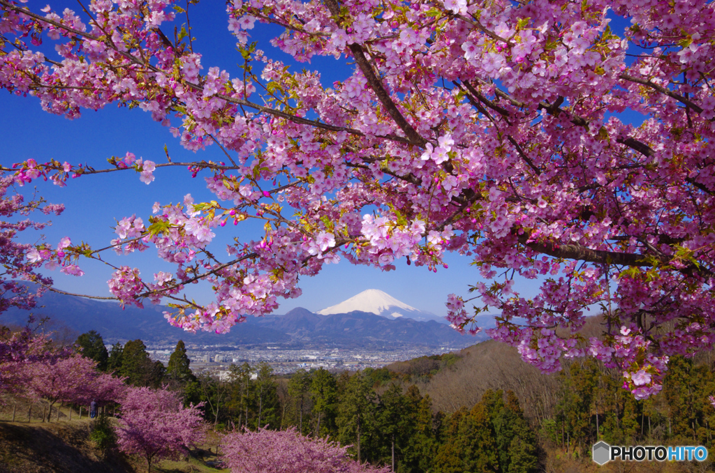 富士山・神奈川県大井町の河津桜 PENTAX-K5-11MB-1322-