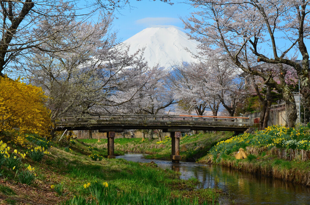 富士山　忍野八海 新名庄川の桜 NIKON-D7000_1439-