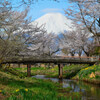 富士山　忍野八海 新名庄川の桜 NIKON-D7000_1439-