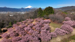 Mt. Fuji 神奈川県大井町の河津桜2024年2月28日MAVIC3_287