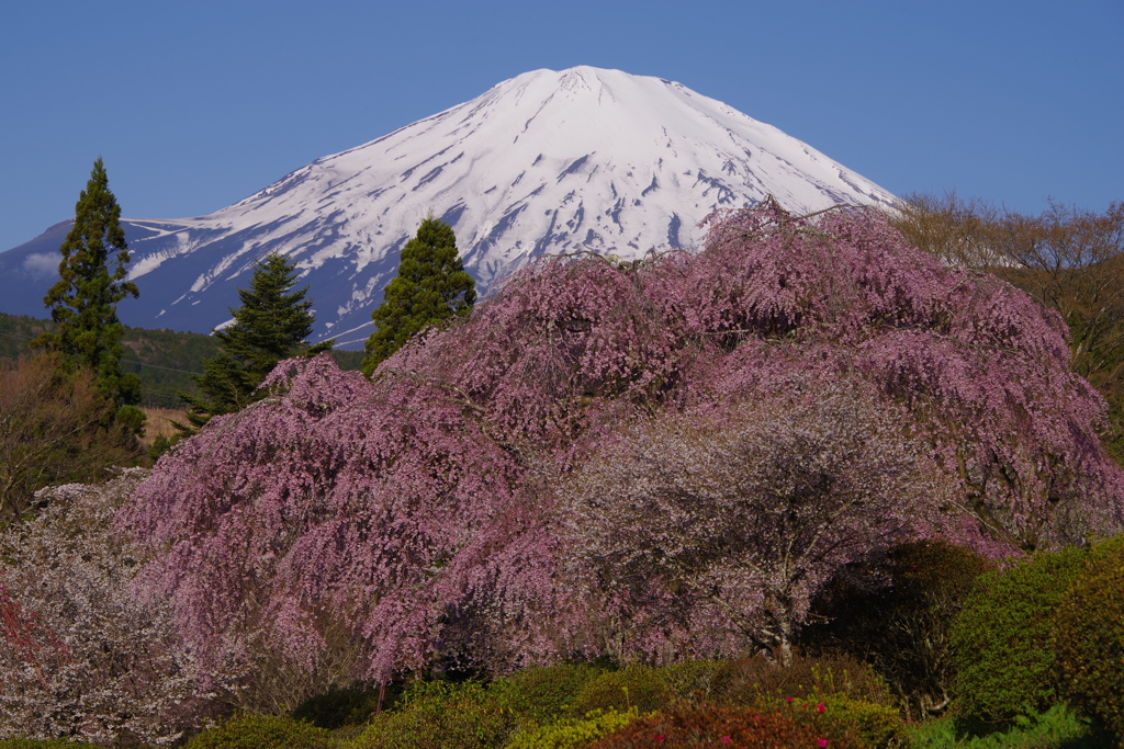 Mt. Fuji 枝垂桜 2024年4月10日Pentax K1mⅡ_3904-