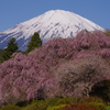 Mt. Fuji 枝垂桜 2024年4月10日Pentax K1mⅡ_3904-